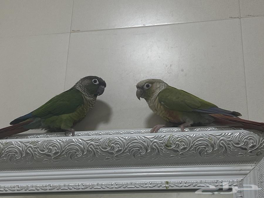 جوز كنيور للبيع64396295724291110