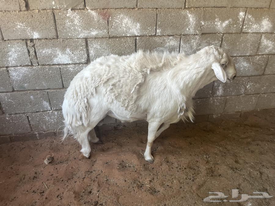 فحل حري للبيع64401285996418111