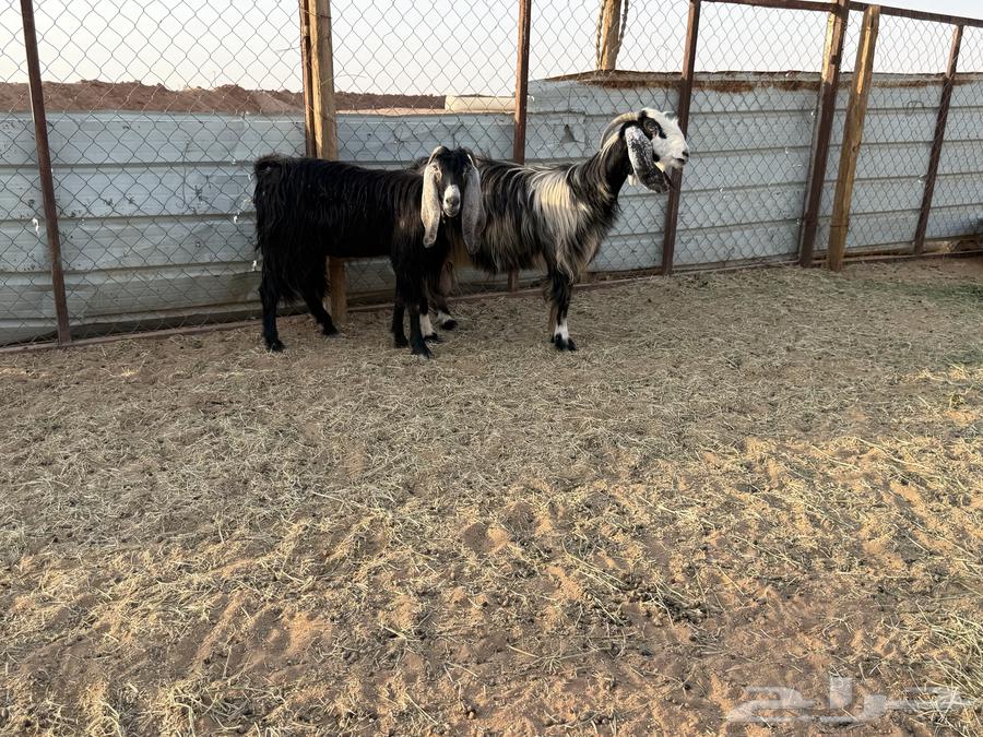 البيع عنزين في الخرج64395227328899111