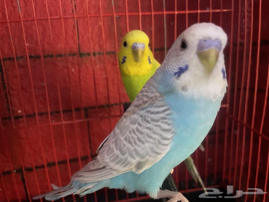 طيور بادجي للبيع64396547565314110