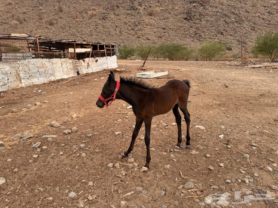 فرس شعبيه معها مهر64396880349443114