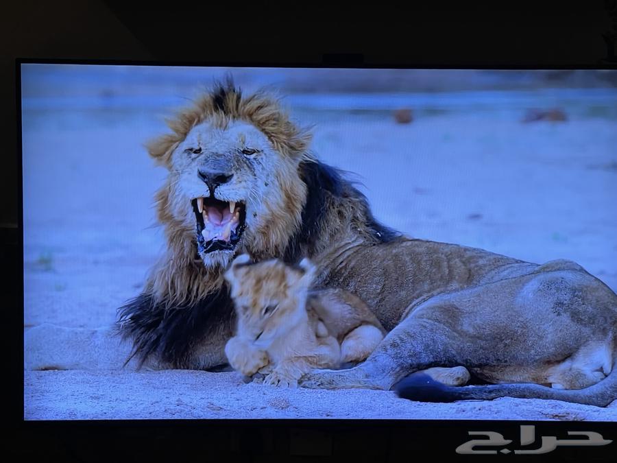 شاشه ال جي سمارت 3D 55بوصه64396379661825112