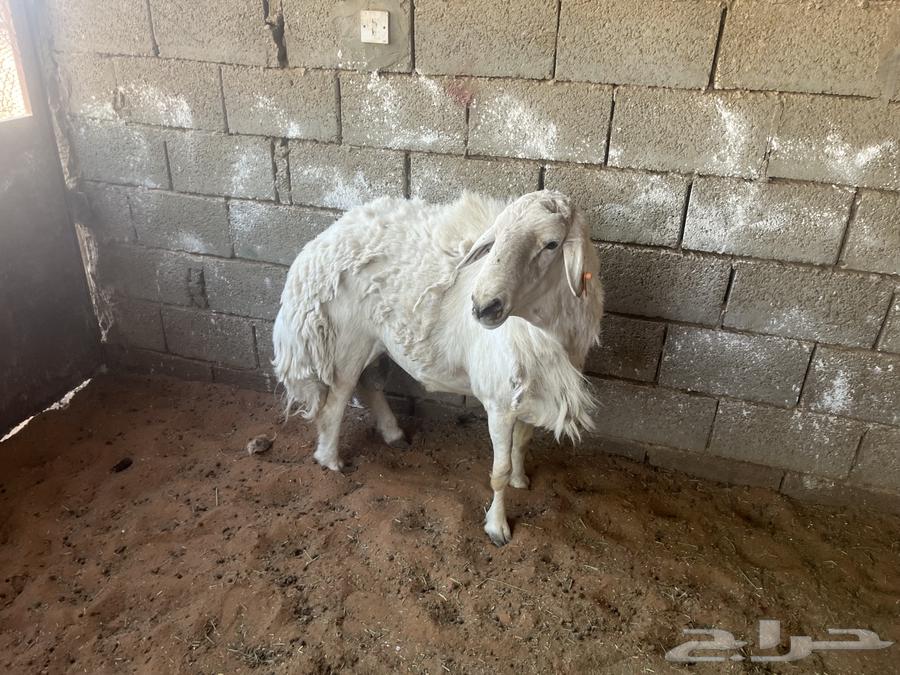 فحل حري للبيع64401285996418113