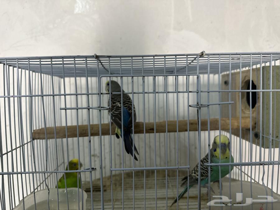 طيور للبيع64400453221377111