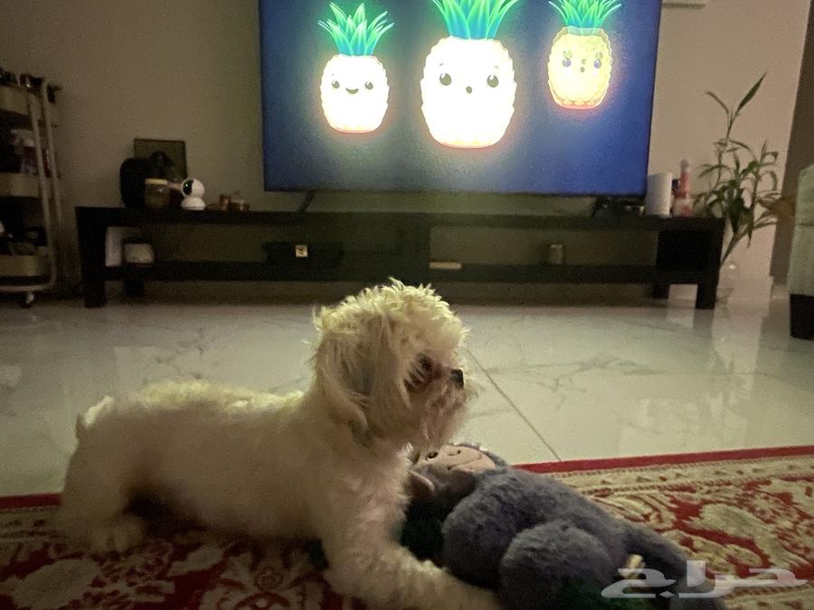 كلب اليف انثى للبيع64398368096131110