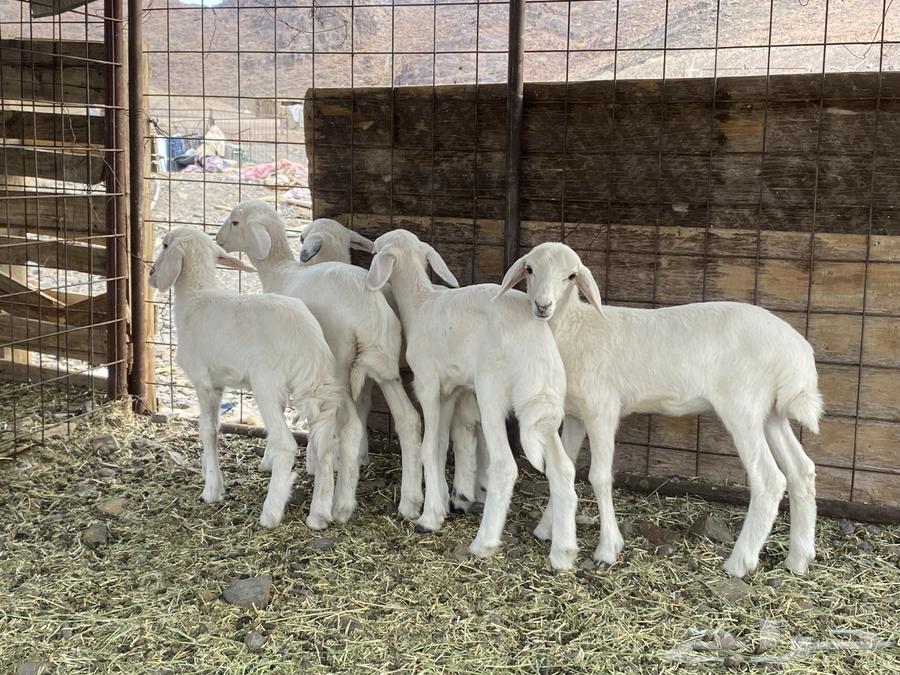 رخال تربيه دواغير يرضعن من اي شاه شرط64395310482561112