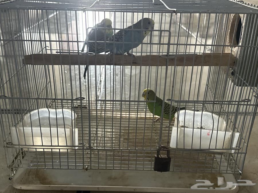 طيور للبيع64400453221377110