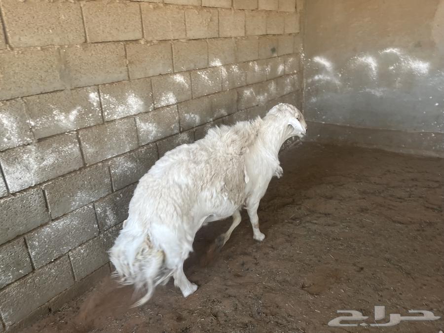 فحل حري للبيع64401285996418114