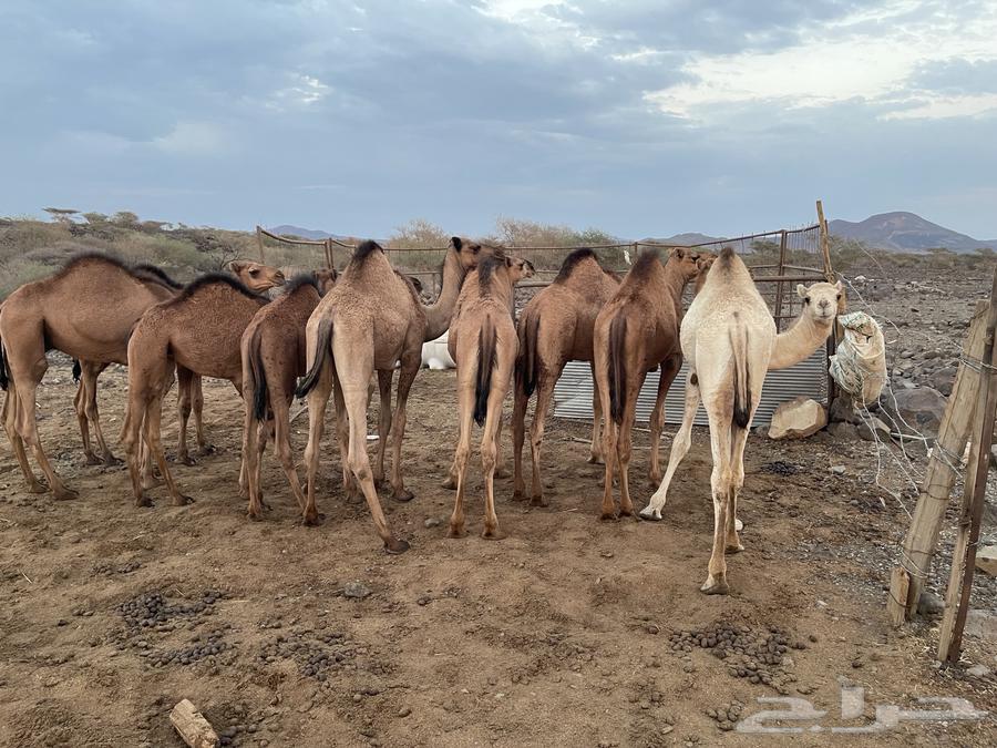 حشو للبيع64400827692035112