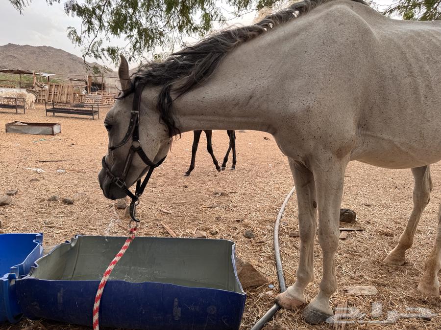 فرس شعبيه معها مهر64396880349443111