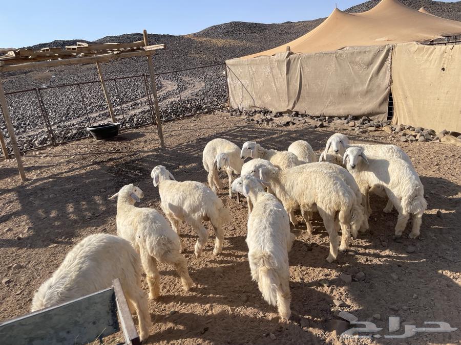 بهم للبيع64399689727234110