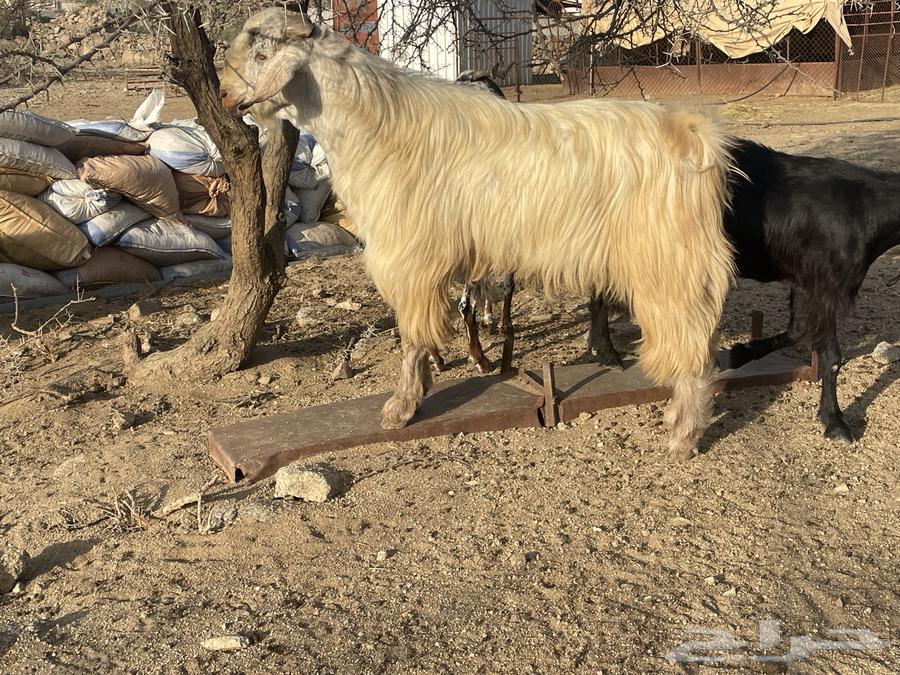 Stud goat64396074667393110