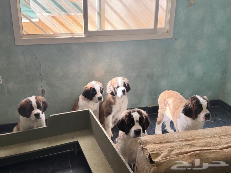 (Saint Bernard) جراوي سانت برنارد للبيع64396949974531112