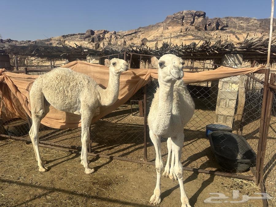 حشوان لبانيات64396977309953110