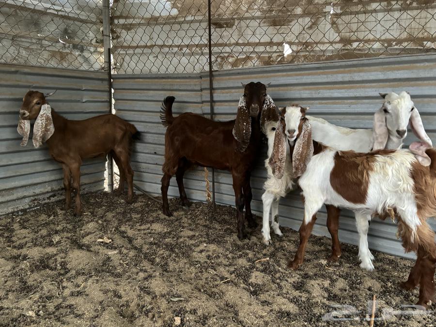 Tios Musharik64401050168579110