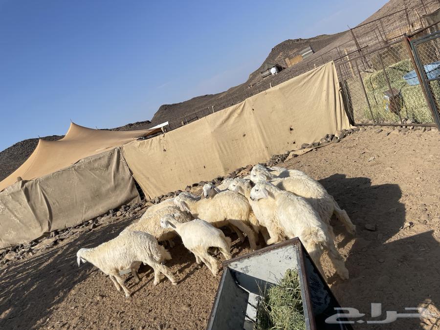 بهم للبيع64399689727234111