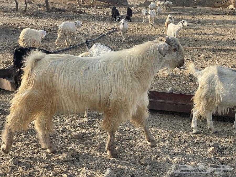 Stud goat64396074667393111