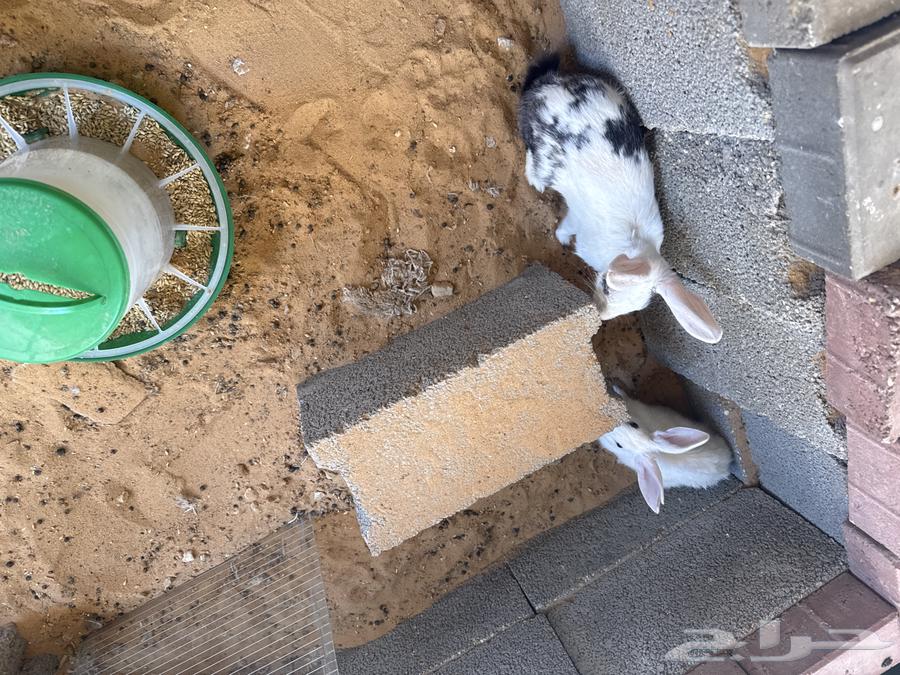 10 أرانب مع اثنين سمان هدية الصحة ممتازة جدا السعر 320 ريا64398256681859113