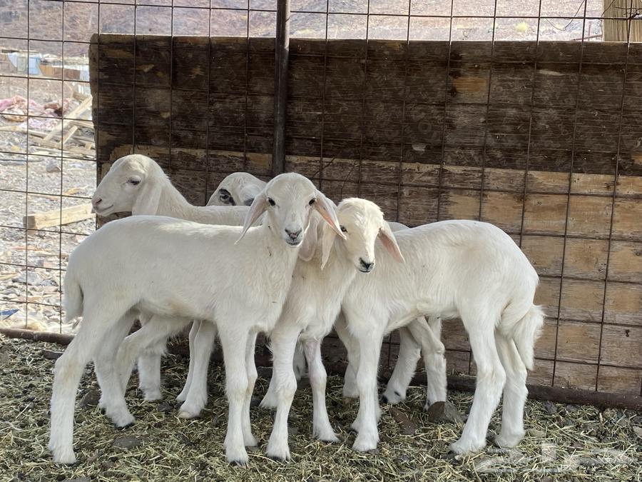 رخال تربيه دواغير يرضعن من اي شاه شرط64395310482561114