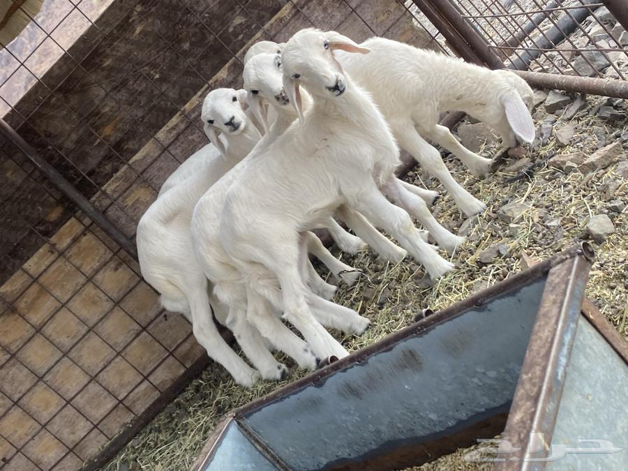 رخال تربيه دواغير يرضعن من اي شاه شرط64395310482561111