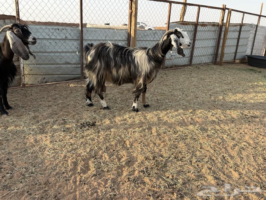 البيع عنزين في الخرج64395227328899114