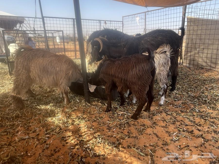 للبيع تيوس وجفرتين64400079032578111