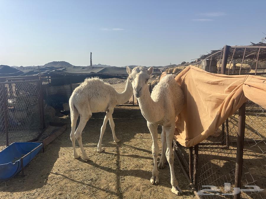 حشوان لبانيات64396977309953112