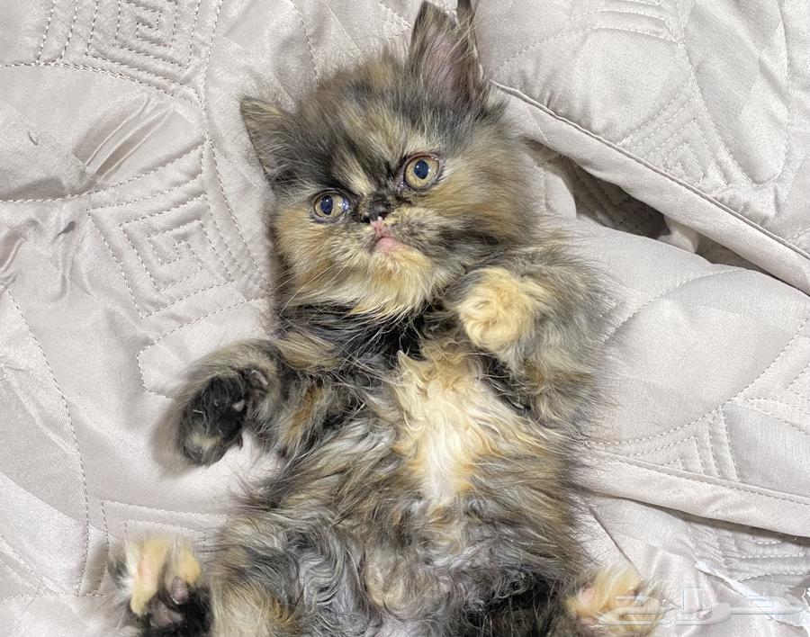 انثى هملايا64401021923074110