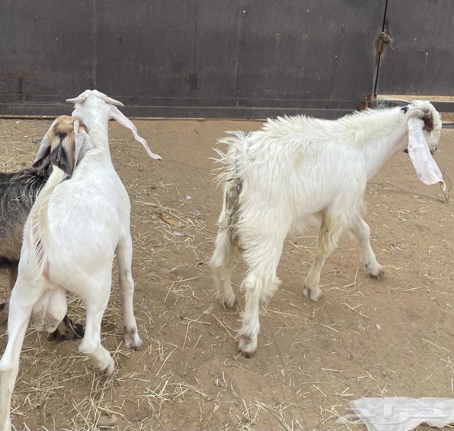 تيوس للبيع العدد 264398005376130110