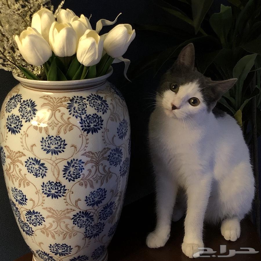 للبيع المستعجل قطة من ام همالايا و اب بلدي64399189111169110