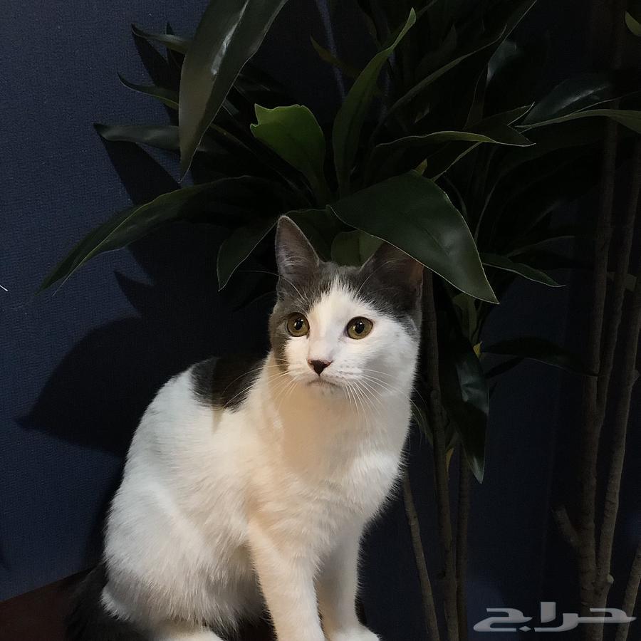 للبيع المستعجل قطة من ام همالايا و اب بلدي64399189111169111