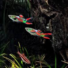 سمك جوبي. الإندلر جوبي64400494174851110