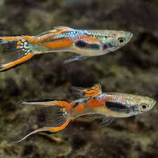 سمك جوبي. الإندلر جوبي64400494174851114