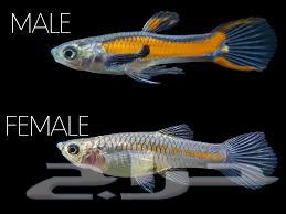 سمك جوبي. الإندلر جوبي64400494174851113