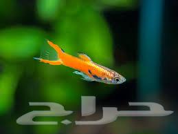 سمك جوبي. الإندلر جوبي64400494174851112