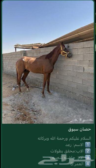 حصان للبيع سليم64397838851331110