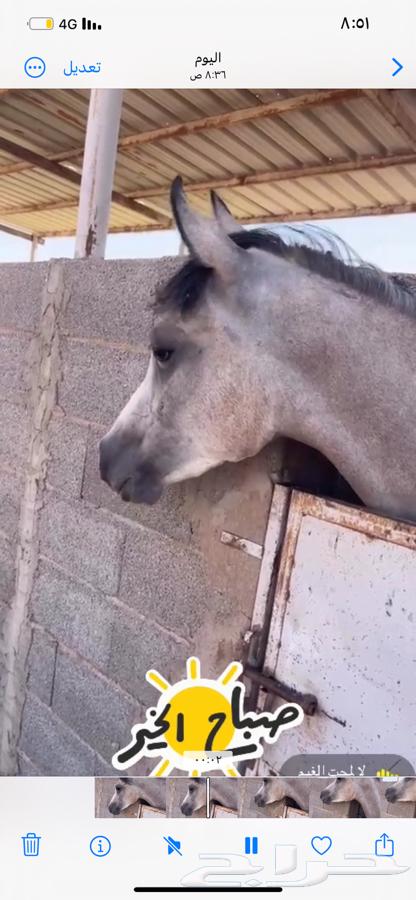 مهره شعبيه64395573537409110