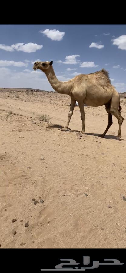 للبيع القحه64397797367683110