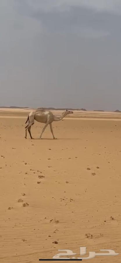 ابل هجن طيب64399633841922111