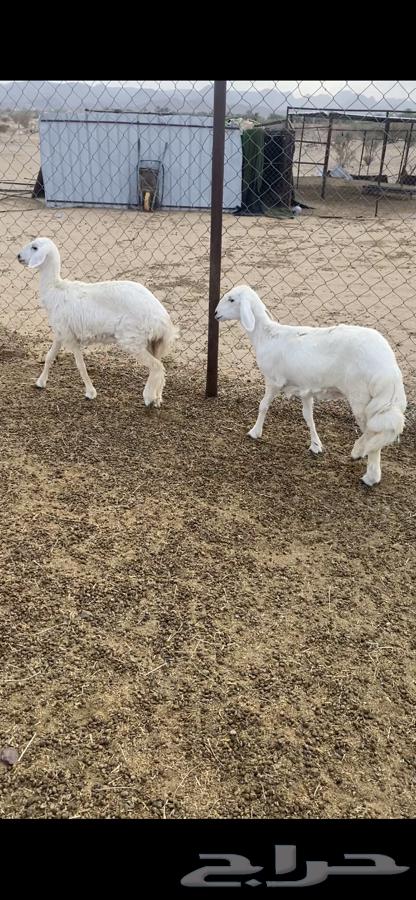 Sheep64397533649155111