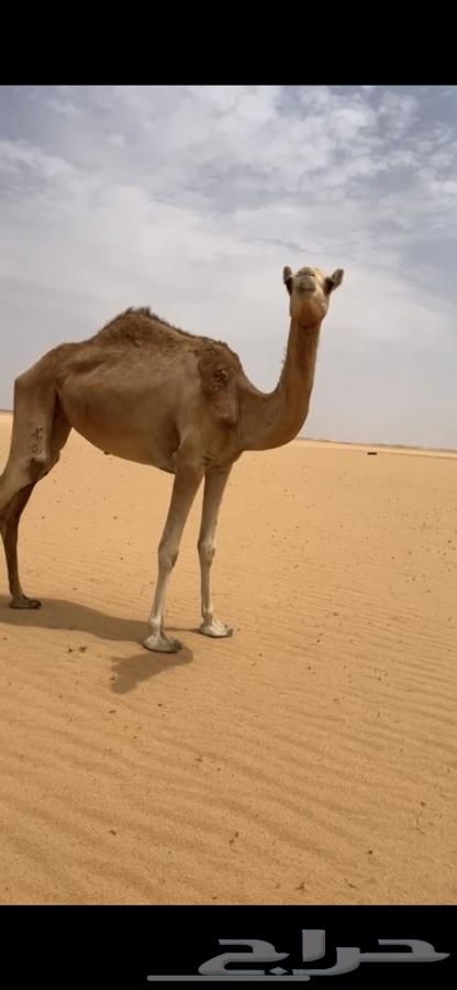 ابل هجن طيب64399633841922112