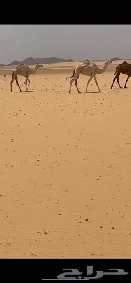 ابل هجن طيب64399633841922113