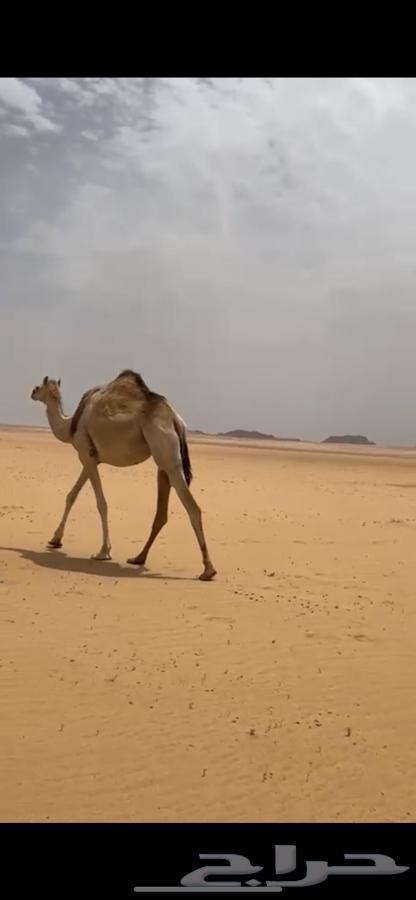 ابل هجن طيب64399633841922110