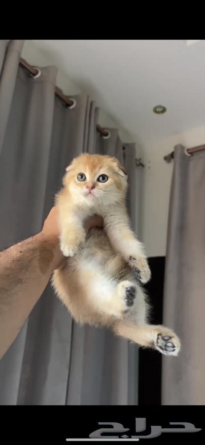 قطط للبيع قطتين للبيع معا64400897060865111