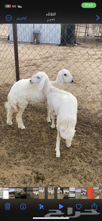 Sheep64397533649155110