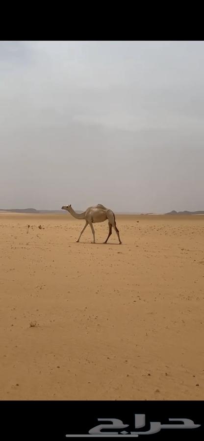 ابل هجن طيب64399633841922114