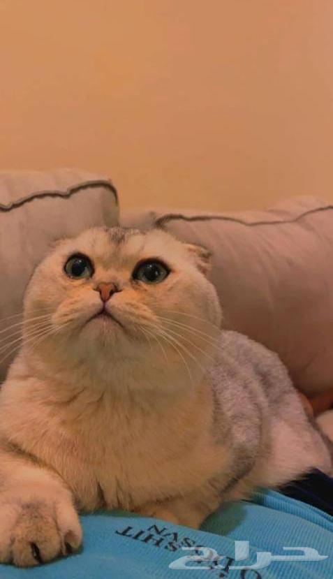 ذكر للتزاوج سكوتش فولد بأرخص الأسعار64393211054466110