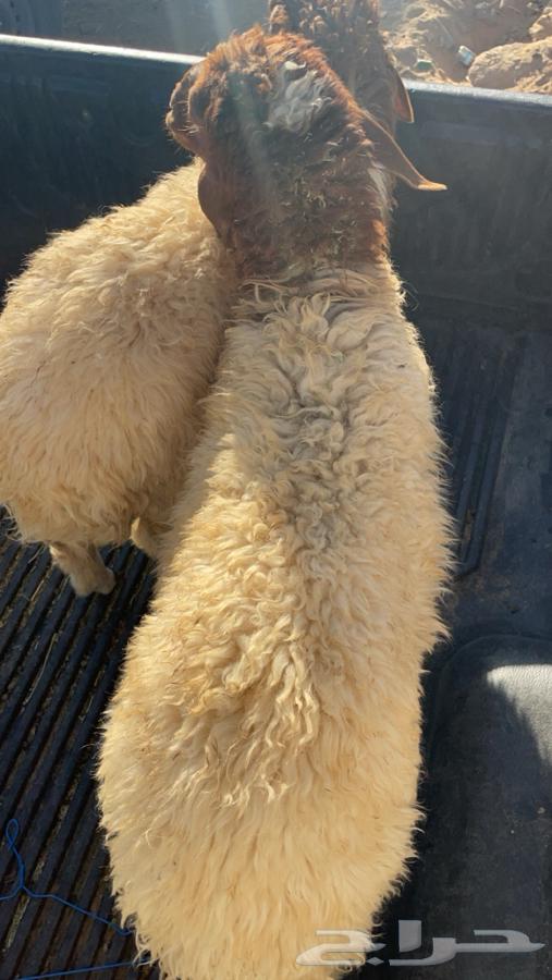 Rukh64401271756674110