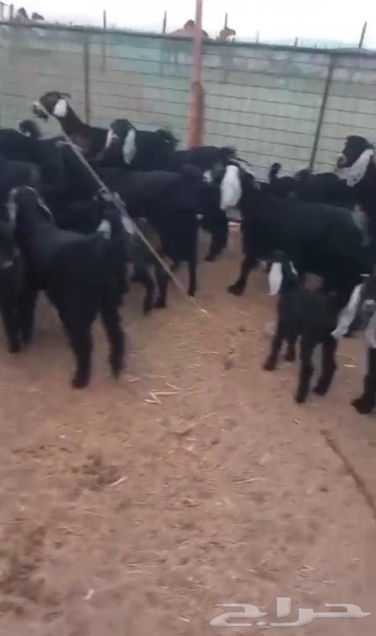 Goat64397450934529111