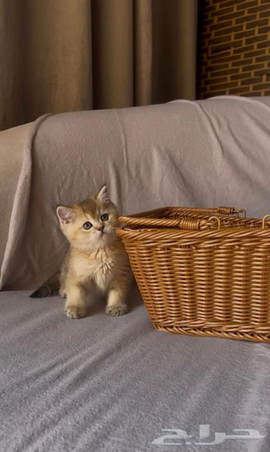 قطط للبيع قطتين للبيع معا64400897060865112